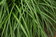 Chinaschilf - Miscanthus sinensis Yakushima Dwarf - Gräserwelten